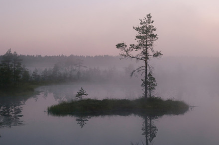 Foggy morning in the bog featuring the bog, bog, and swamp