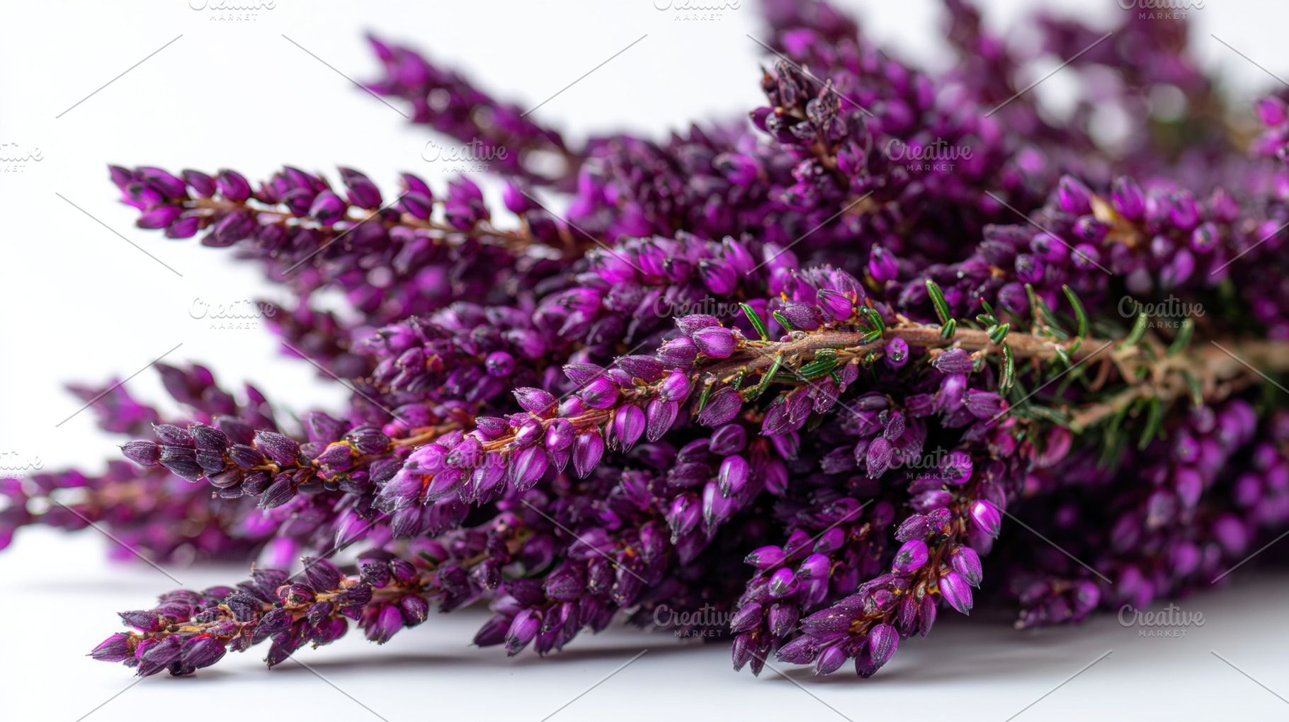 Purple heather flowers in full bloom, a Photo by Beautiful things