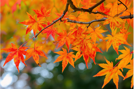 Autumn blaze: vibrant maple leaves, an Abstract Photo by Ylivdesign