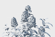 Phlox, an Environmental 3D Model by happy brush (Thumbnail 6 of 6)