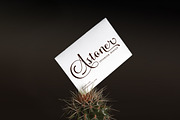 Benthura Script, a Script Font by Sammy Std (Thumbnail 9 of 12)