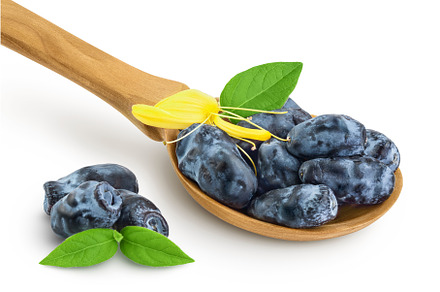Fresh honeysuckle blue berry in, a Food & Drink Photo by NataPhoto