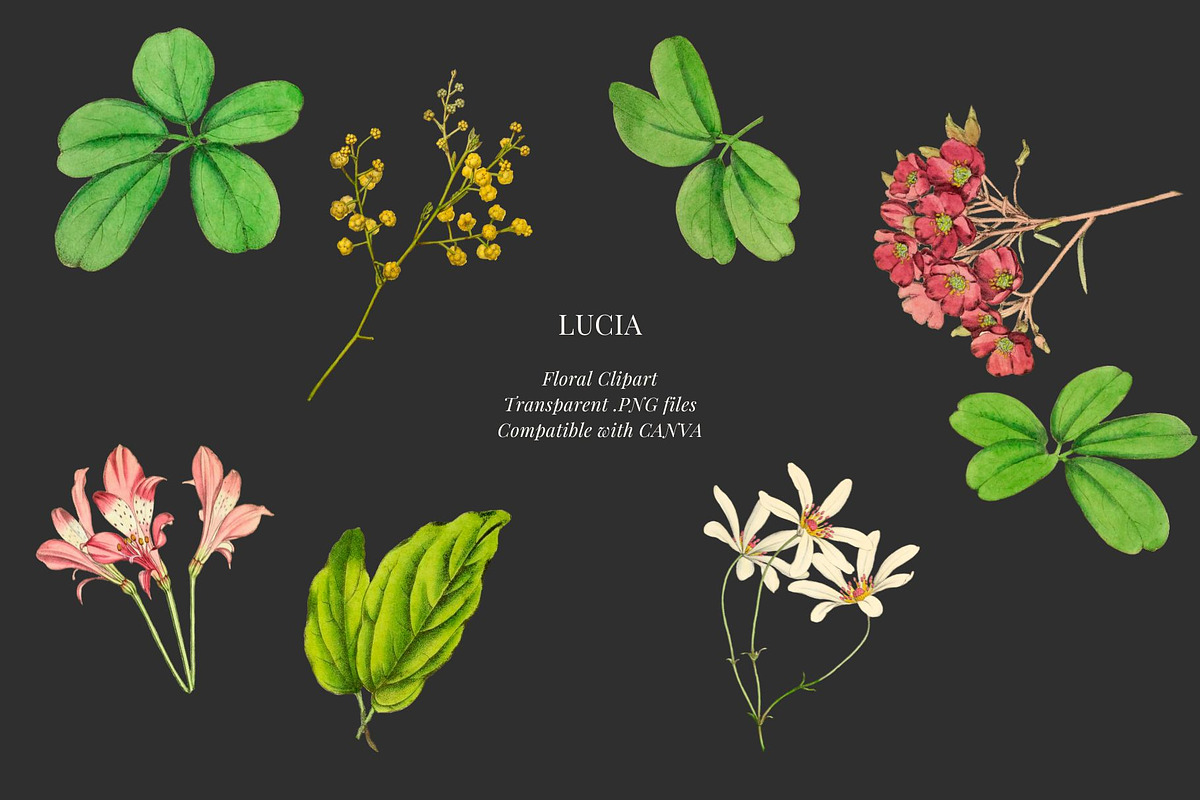 Vintage flowers and leaves, a Decorative Illustration by AS Studio (Photo 3 of 4)