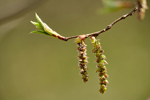Macro of common hazel branch with catkins and young green leaves. Spring bloomi, a Nature Photo by Rohan Photography
