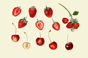 Vintage Fruit Illustrations, a Food Illustration by Catty Studio (Thumbnail 6 of 10)