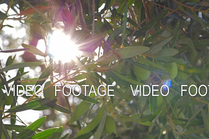 Sun shining through the olive tree branches