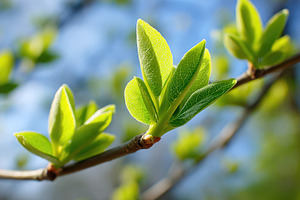 Sunlit green leaves on a breezy branch, a Nature Photo by AlyaAnd