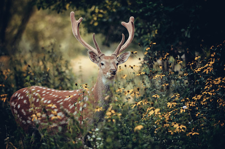 Deer containing deer, nature, and wildlife, an Animal Photo by Byrdyak