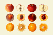 Vintage Fruit Illustrations, a Food Illustration by Catty Studio (Thumbnail 5 of 10)