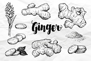 Ginger Drawing Set, a Food Illustration by Epine (Thumbnail 2 of 3)