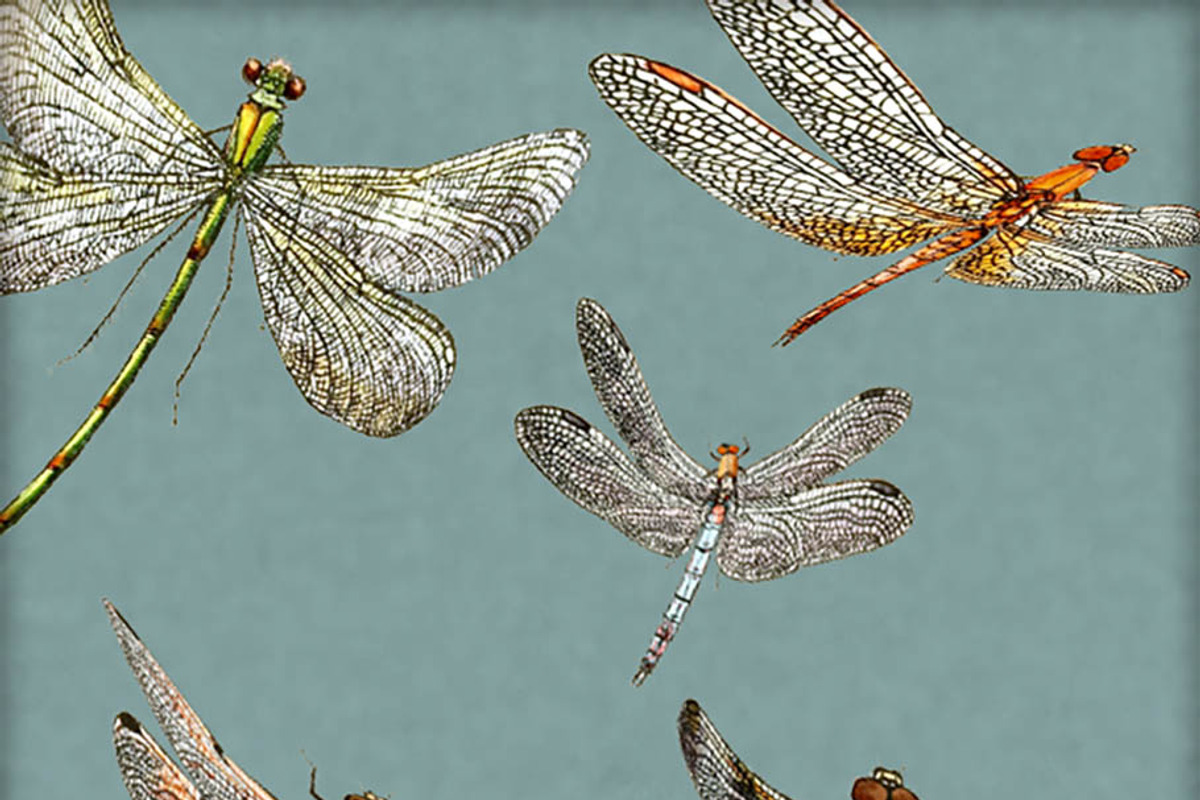 Vintage Dragonfly Digital Image Set preview 2