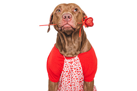 Cute brown puppy and red heart. Beautiful greeting card