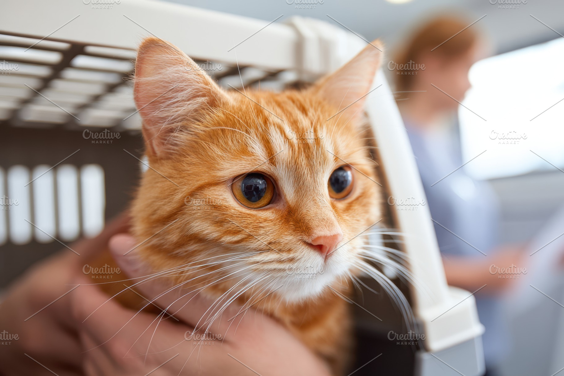 Cat in carrier on train, an Animal Photo by AlyaAnd