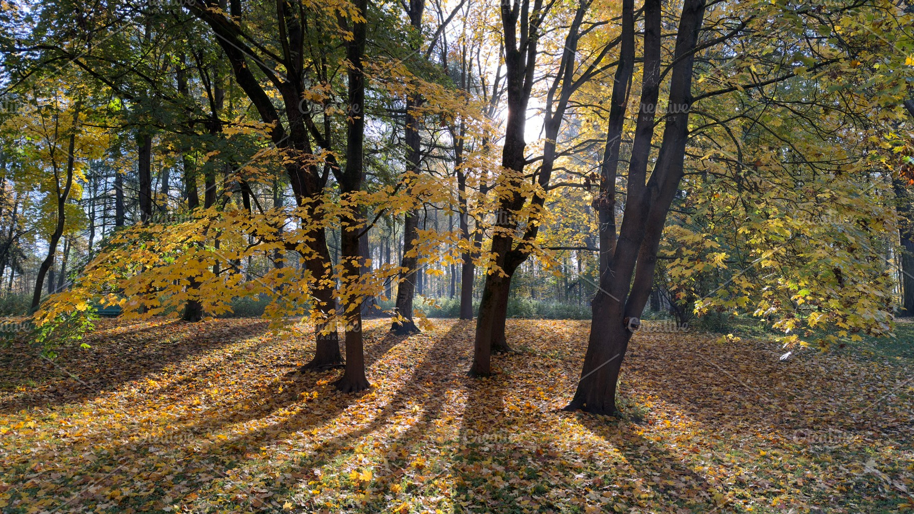 Autumn scene with trees and fallen leaves, sunlight filtering through branches, a Nature Photo by Textures & Backgrounds