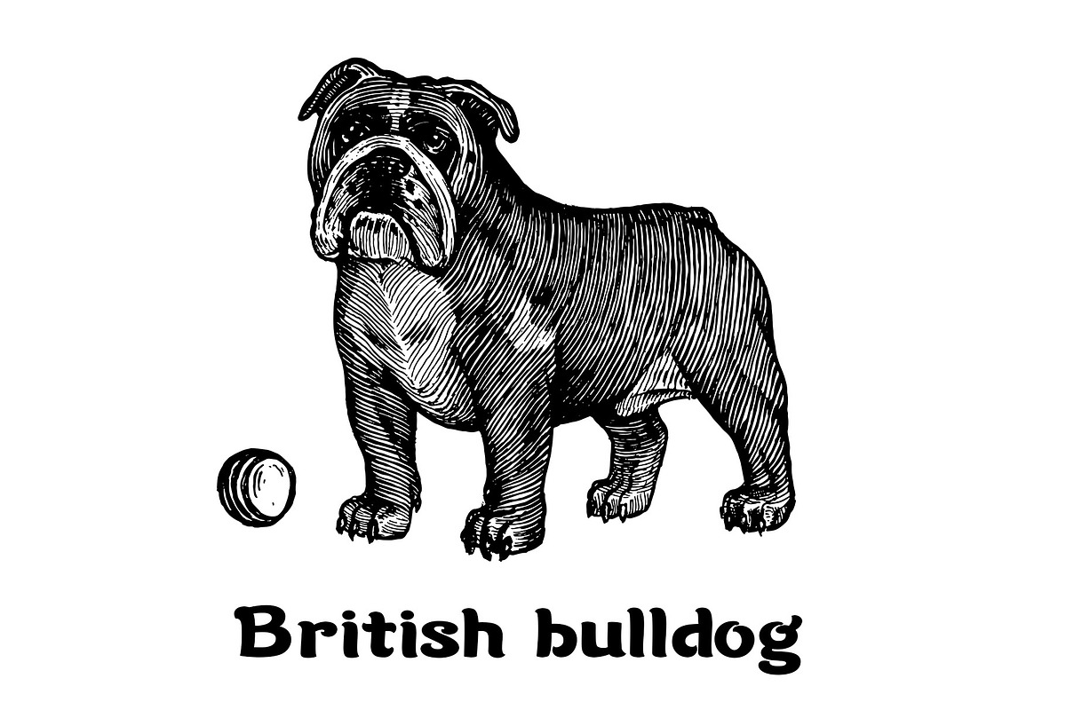 Dogs collection, part 1, an Animal Illustration by ZotovShop (Photo 7 of 9)