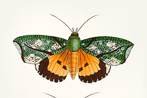 Hand Drawn Of Hypermnestra Moth