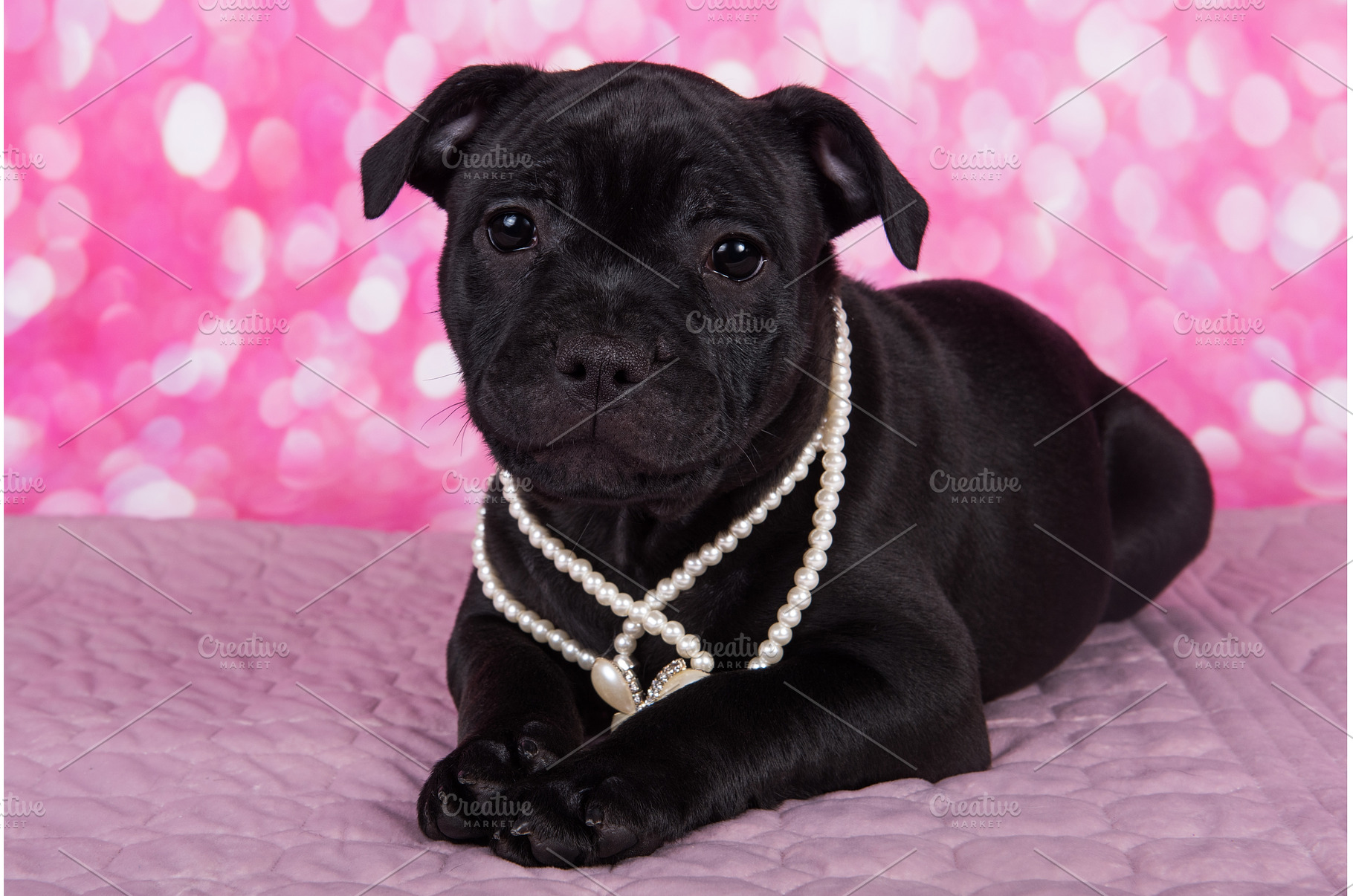 Black American Staffordshire Terrier, an Animal Photo by COLORFUL