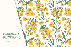 Rapeseed Flowers Seamless Patterns