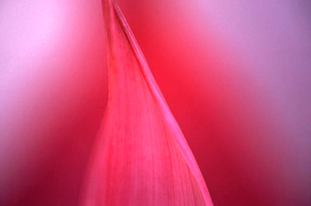 Petal Mediatation