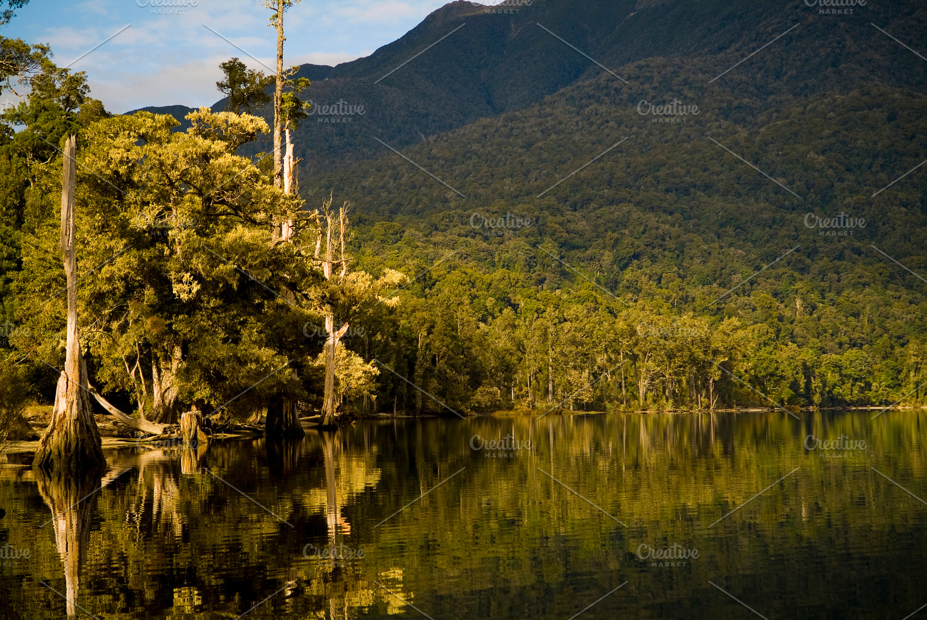 Jungle Lake New Zealand, a Nature Photo by THP Creative