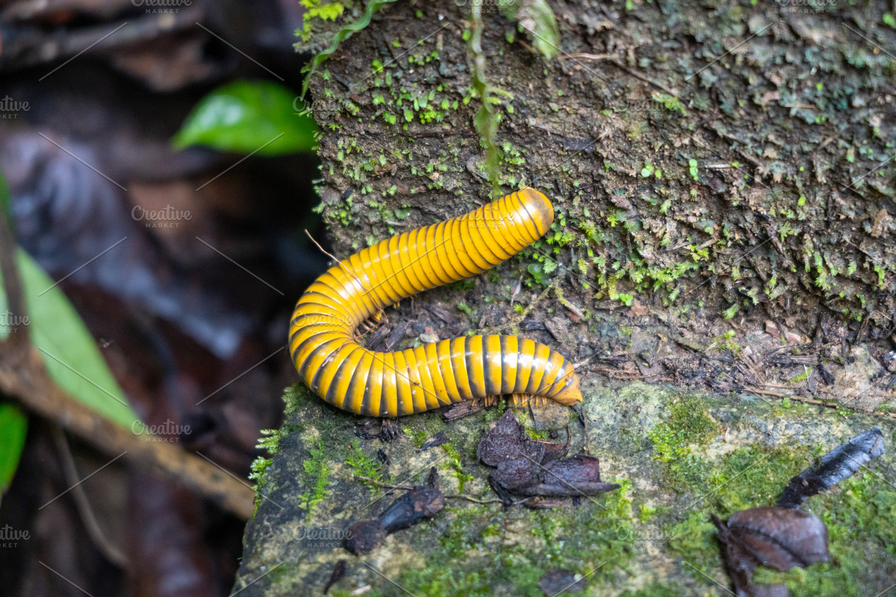 Yellow and black millipede in Tentena, Sulawesi, Indonesia, an Animal Photo by GoodGoods