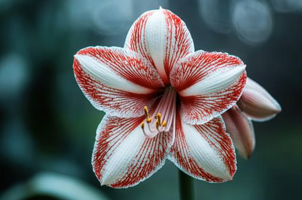 Vibrant red and white flower in a tr, a Photo by Iftikhar Alam