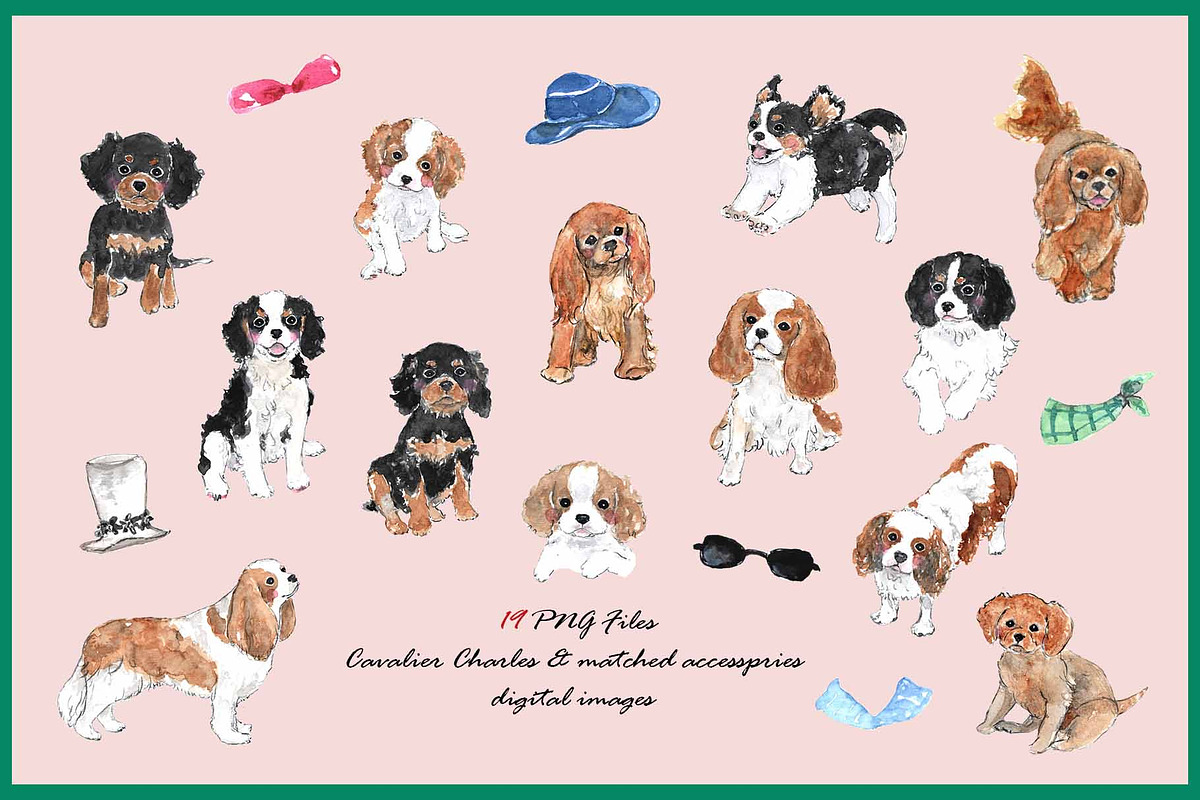 Cavalier King Charles, an Animal Illustration by VianneArt (Photo 2 of 4)