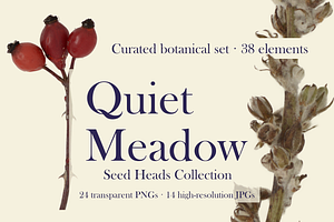 Quiet Meadow — Seed Heads Collection