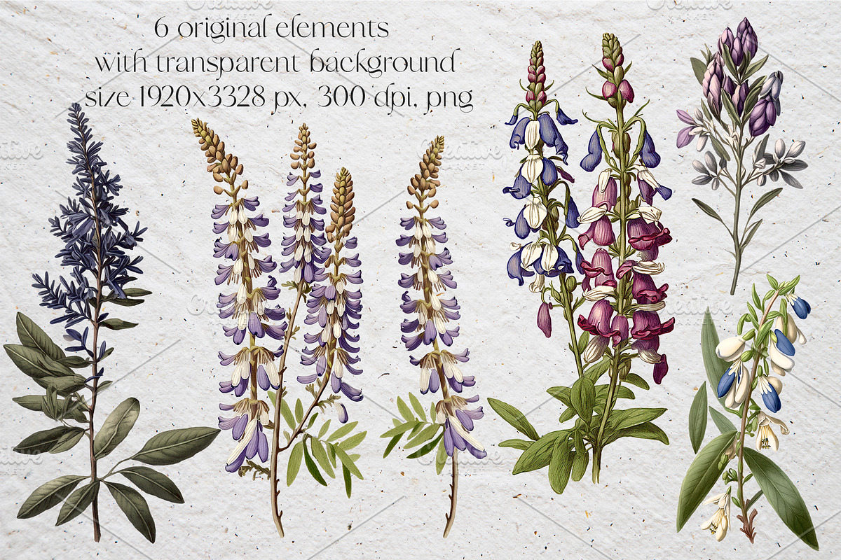 Lupine. Vintage botanical atlas, a Pattern Graphic by Antikva17 (Photo 3 of 12)