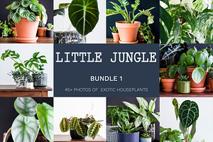 Little Jungle Image Bundle 1
