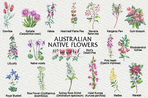 Australian Native Flowers