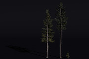 The Lodgepole Pine Tree, a Plants & Tree 3D Model by FuturePastCreatives (Thumbnail 1 of 6)