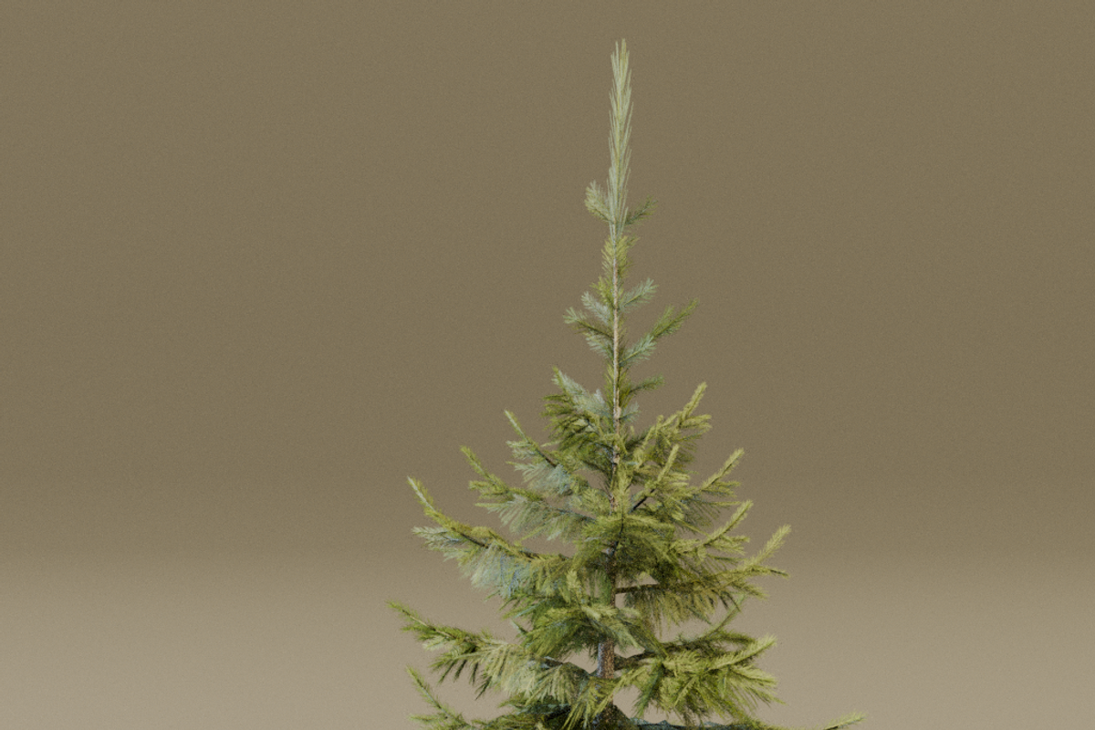 The Siberian Spruce Tree, a Plants & Tree 3D Model by FuturePastCreatives (Photo 3 of 6)