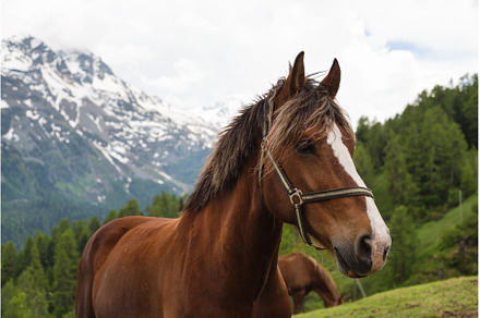 Curly mane brown horse on pasture in, a Nature Photo by Lermont51
