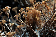 72 Microscopic Fungi Backgrounds, a Background Graphic by h.utomo (Thumbnail 52 of 72)