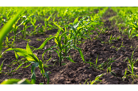 corn sprouts grow on the field, a Nature Photo by yanadjana