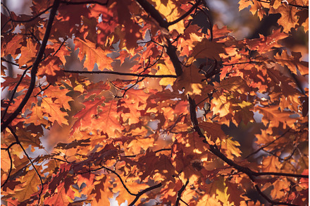 Autumn oak background, a Nature Photo by Nature and travel