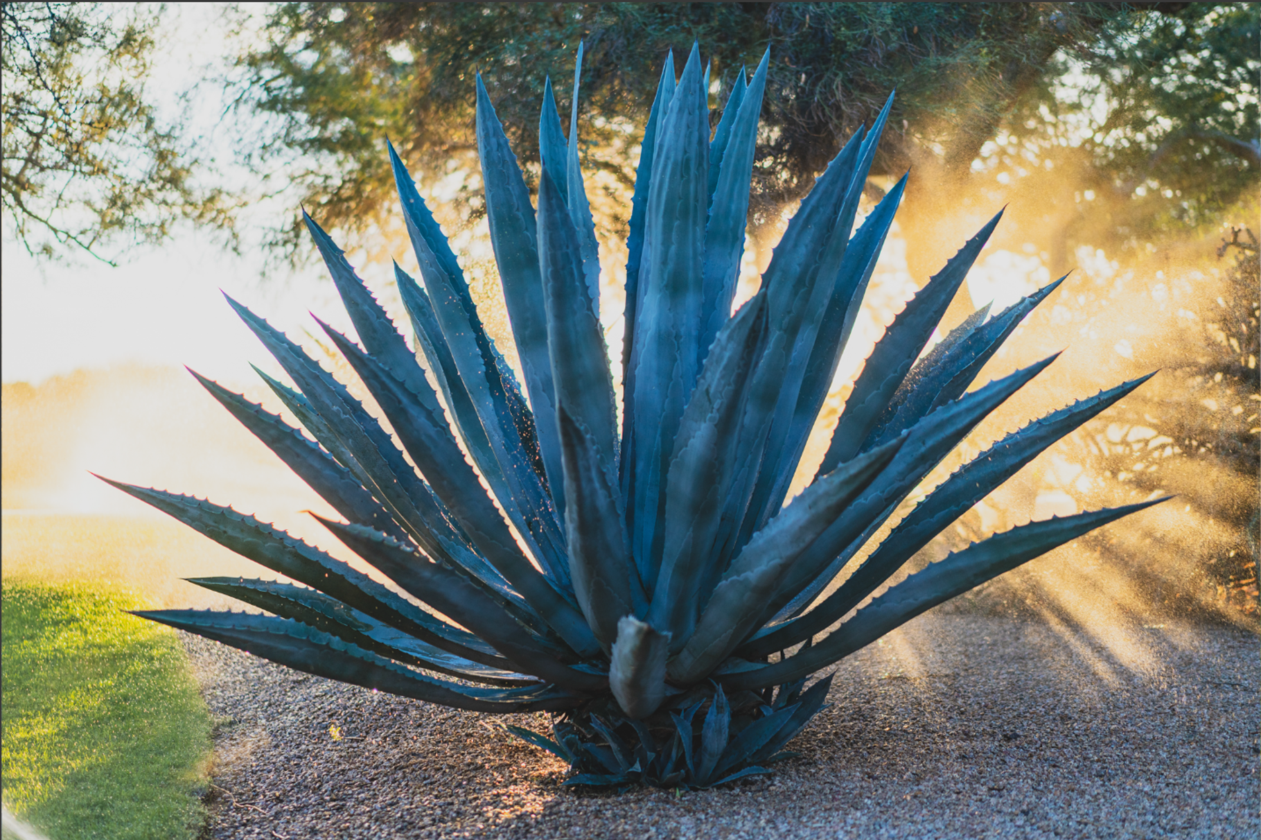 Blue Agave Sunrise, a Photo by BIOMADD