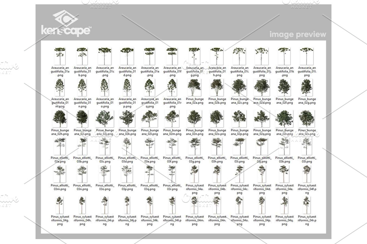 72 Tall Trees Photo Overlays, a Nature Photo by KenScape (Photo 3 of 4)