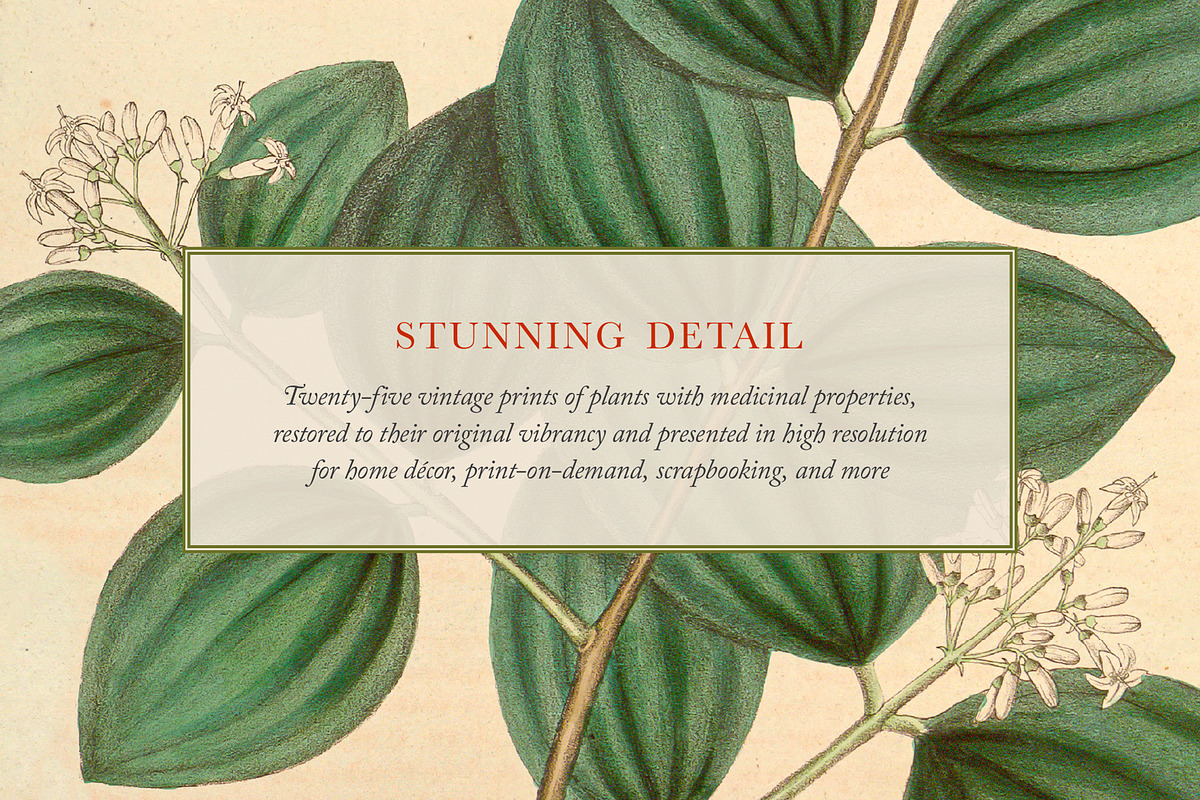 25 Medicinal Botany Prints, a Decorative Illustration by The Object Atlas (Photo 2 of 6)