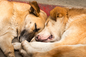 Two Cute Dogs Sleeping, an Animal Photo by THP Creative