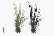 Herbarium: Set 1, a Decorative Illustration by Texture Fabrik (Thumbnail 5 of 19)