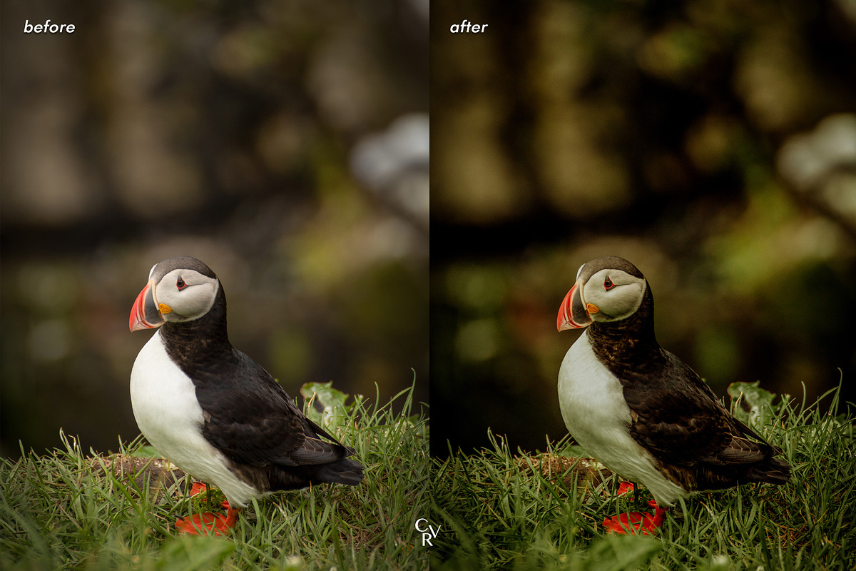 10 Deep Green Lightroom Presets, a Preset Add-On by CVR Presets (Photo 6 of 7)