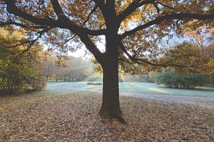 A large tree with autumn leaves in a serene park setting, sunlight filtering th, a Nature Photo by Textures & Backgrounds