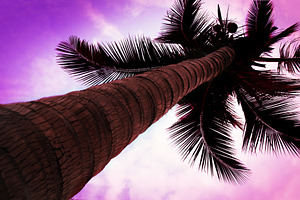 Palm on sky, a Photo by saiko3p