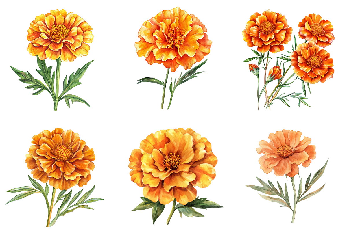 Marigold Flower Bloom Clipart, an Illustration by DreamArtGraphic (Photo 3 of 4)