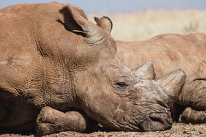 Moody African Rhino Sun Portrait, an Animal Photo by René Jordaan Photography