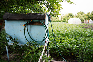Blue water container with hose in a lush green vegetable garden, a Photo by AS photostudio