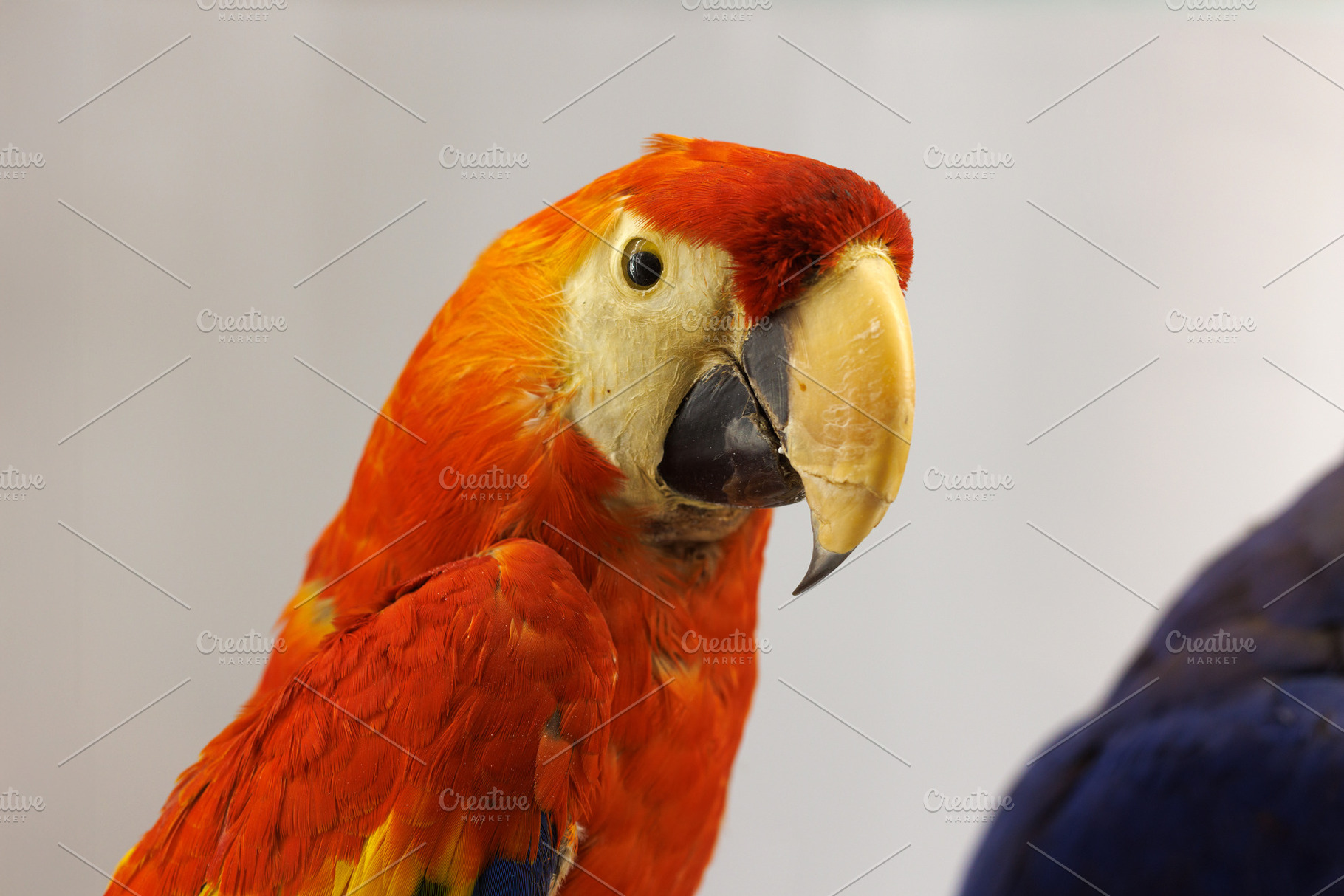 Ara macao, Scarlet Macaw, an Animal Photo by Bepslabor