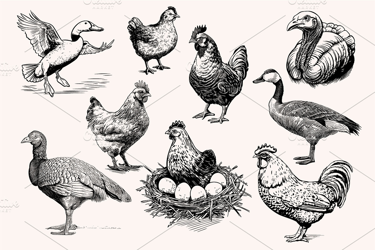 Farm Animals Collection 34 arts, a Graphic by IPVector (Photo 7 of 7)